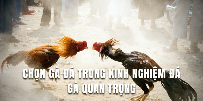 Áp dụng kinh nghiệm đá gà tai U888