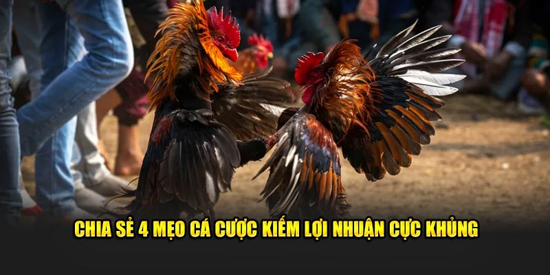 Mẹo cá cược kiếm lợi nhuận cực khủng tại U888