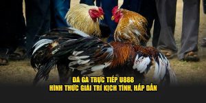 Sảnh đá gà trực tiếp tại U888