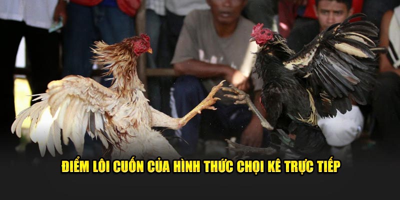 Điểm lôi cuốn của hình thức đá gà trực tiếp