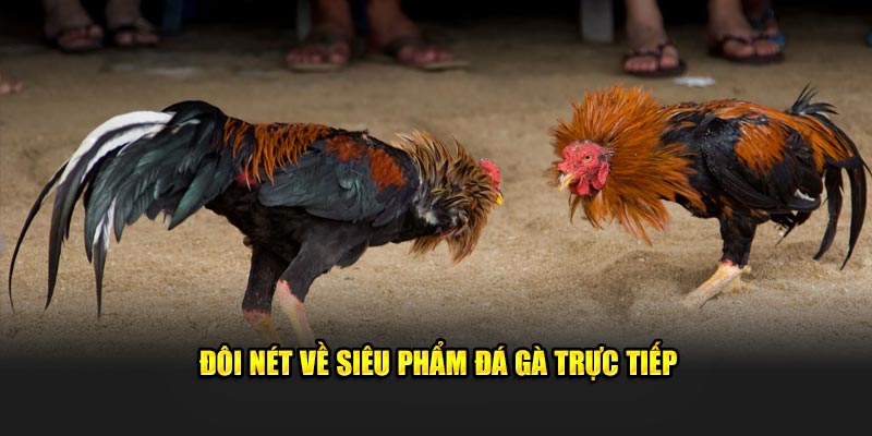 Đôi nét về loại hình đá gà trực tiếp U888