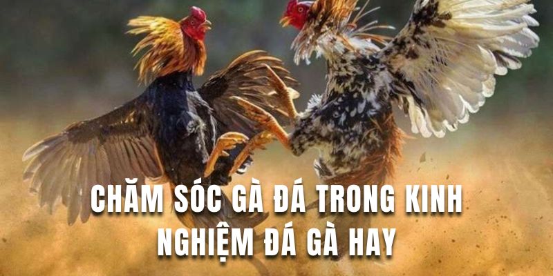 Học hỏi cách chăm sóc chiến kê từ U888