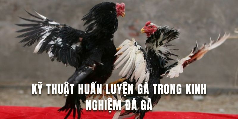 Tham khảo kinh nghiệm đá gà hiệu quả