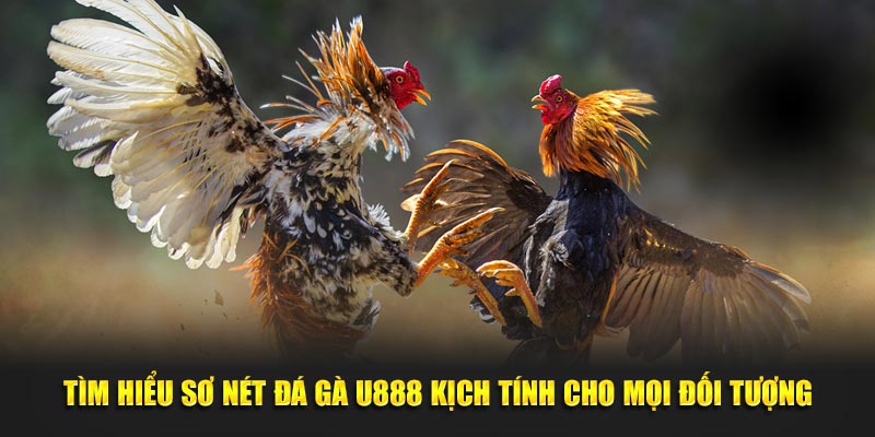 Tìm hiểu đôi nét về đá gà U888